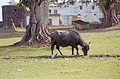 Khajuraho - the village